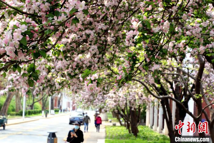 图为戴口罩的教职工走过海棠树下。 张道正 摄  又到海棠季 天津高校师生今年“云赏花”